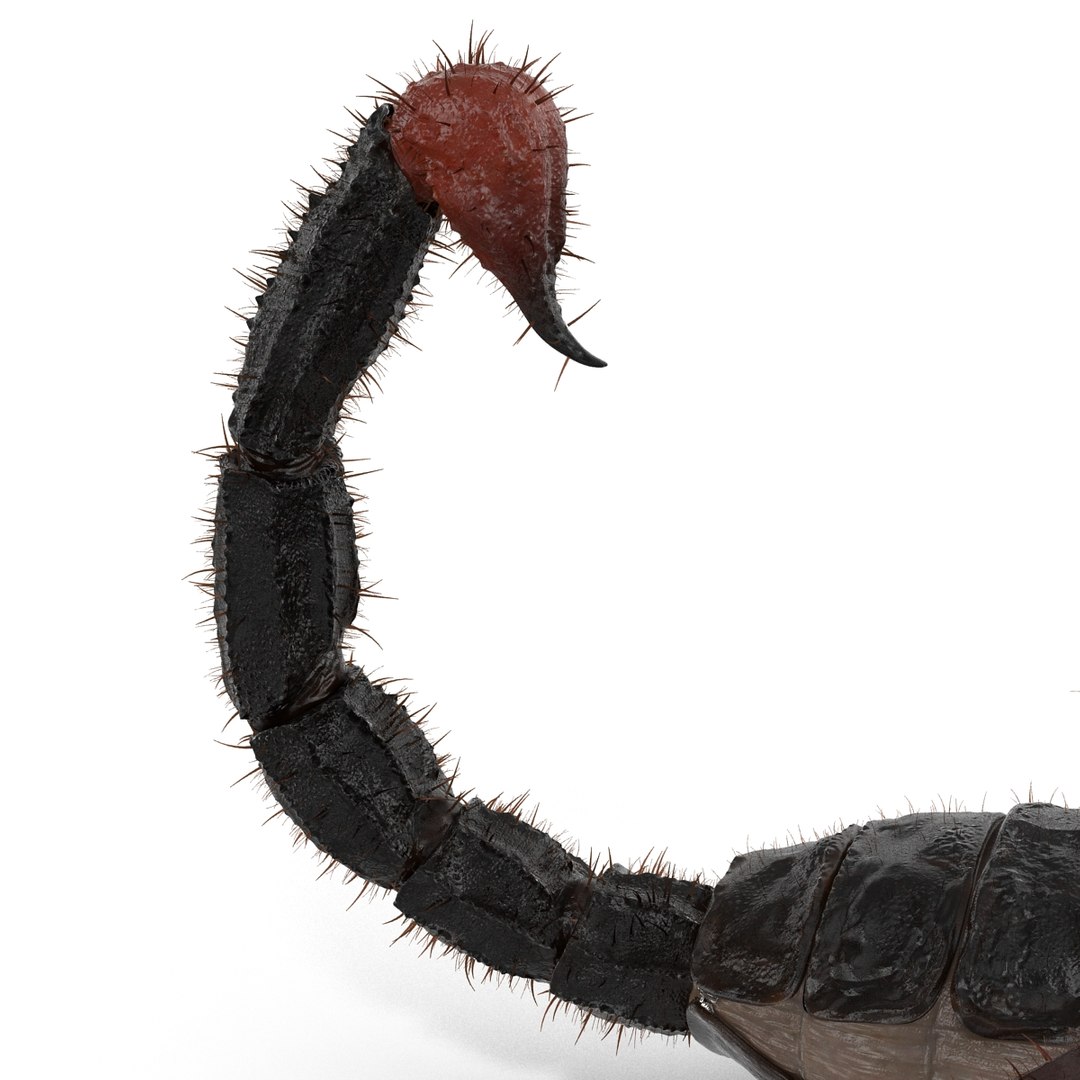 black scorpion rigged fur 3d max https://p.turbosquid.com/ts-thumb/tF/j8vO6d/zPEdEeMD/3dmodelofblackscorpionrigged33/jpg/1456764208/1920x1080/fit_q87/20d47666555492d0c980cf026fe7c9435a5cf2a4/3dmodelofblackscorpionrigged33.jpg
