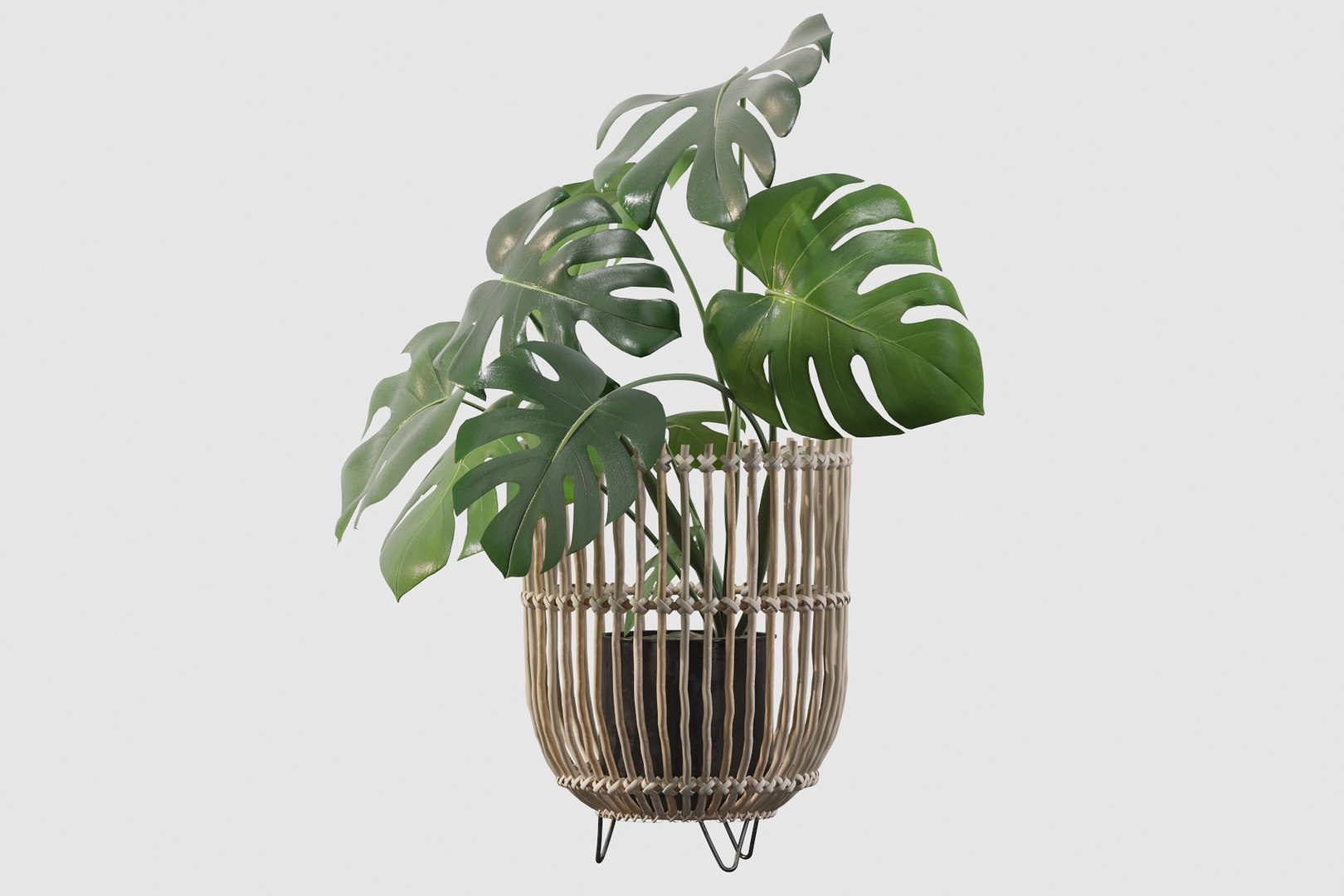 Monstera in rattan stand 3D model https://p.turbosquid.com/ts-thumb/tF/rXxK35/1q/monsterade0021/jpg/1649153590/1920x1080/fit_q87/a962dcdd42bc97e39596e2207e3b561ec8594981/monsterade0021.jpg