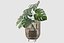 Monstera en soporte de ratán