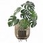 Monstera en soporte de ratán