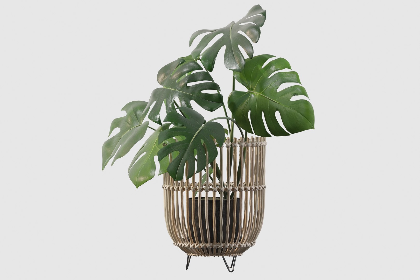 Monstera in rattan stand 3D model https://p.turbosquid.com/ts-thumb/tF/rXxK35/H7/monsterade0022/jpg/1649153591/1920x1080/fit_q87/2e553eb2f7dbf9f3d8930790233a0f81ed0f331d/monsterade0022.jpg