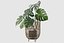 Monstera en soporte de ratán