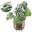 Monstera en soporte de ratán