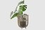 Monstera en soporte de ratán