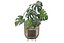 Monstera en soporte de ratán