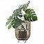 Monstera en soporte de ratán