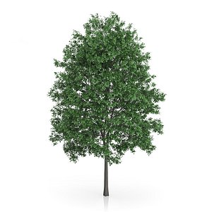 3d common hornbeam carpinus betulus model