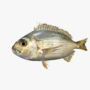 Goldlined Sea Bream - Hedai - Rhabdosargus sarba