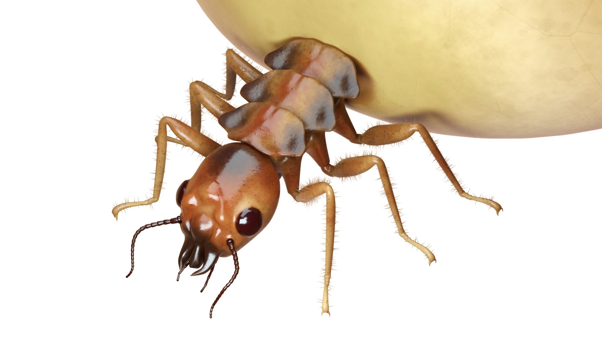 Realistic Termite Queen 3D Model - TurboSquid 1589081