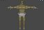 3D character rigged model