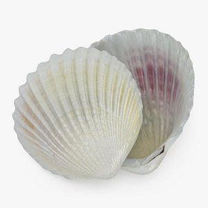 Trachycardium Egmontianum Pose 2