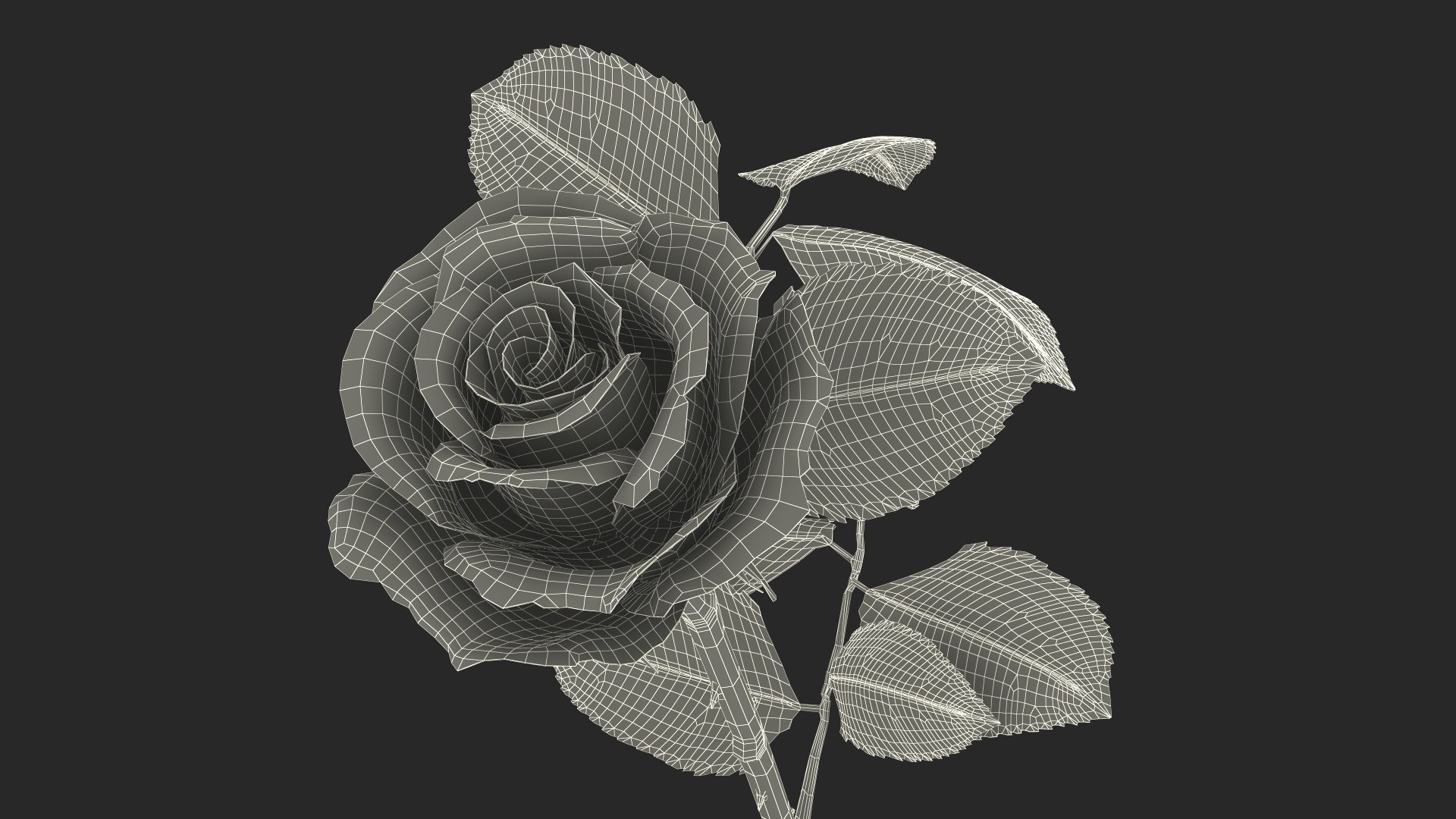 3D Model White Rose - TurboSquid 2376316