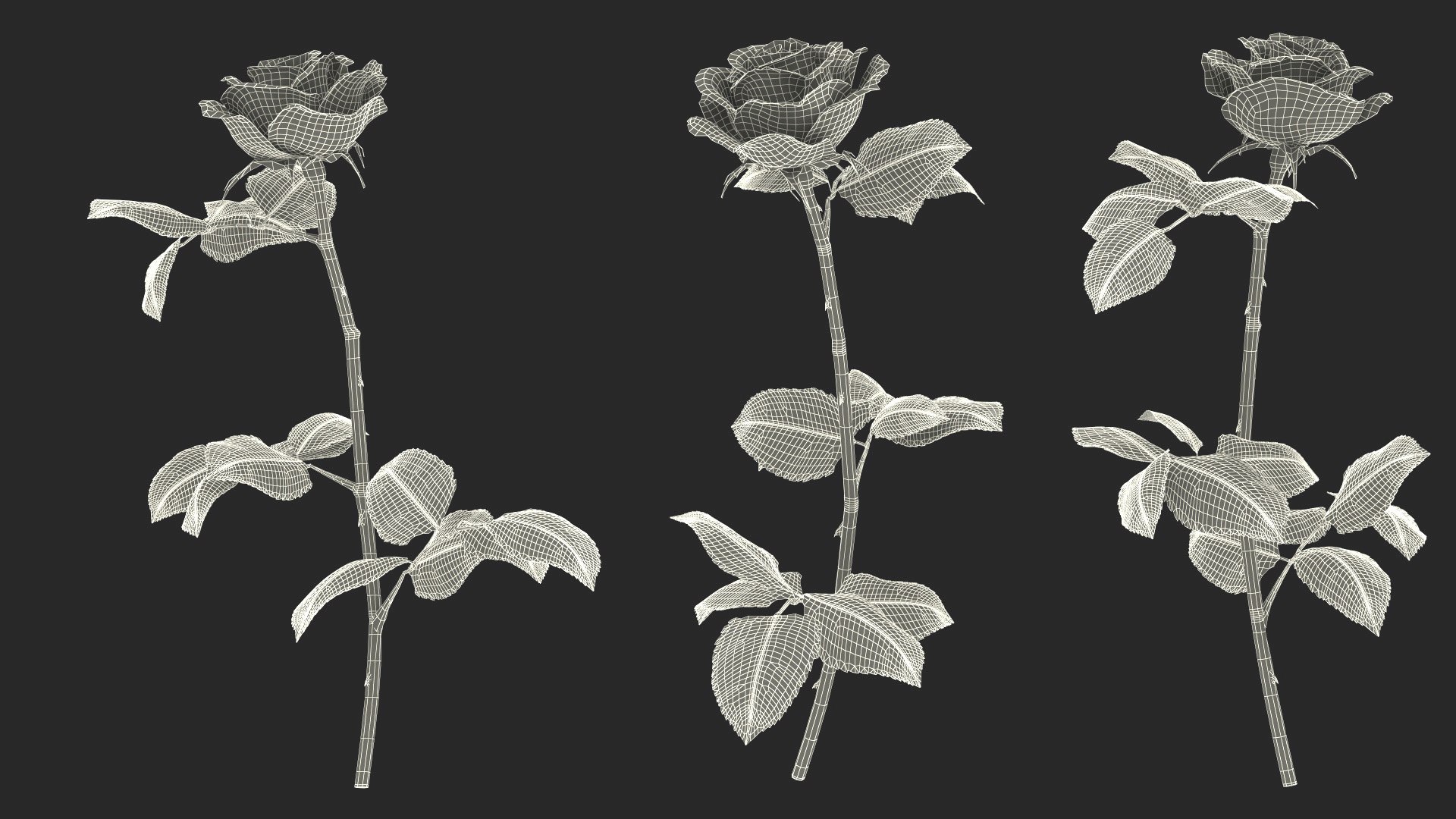 3D Model White Rose - TurboSquid 2376316