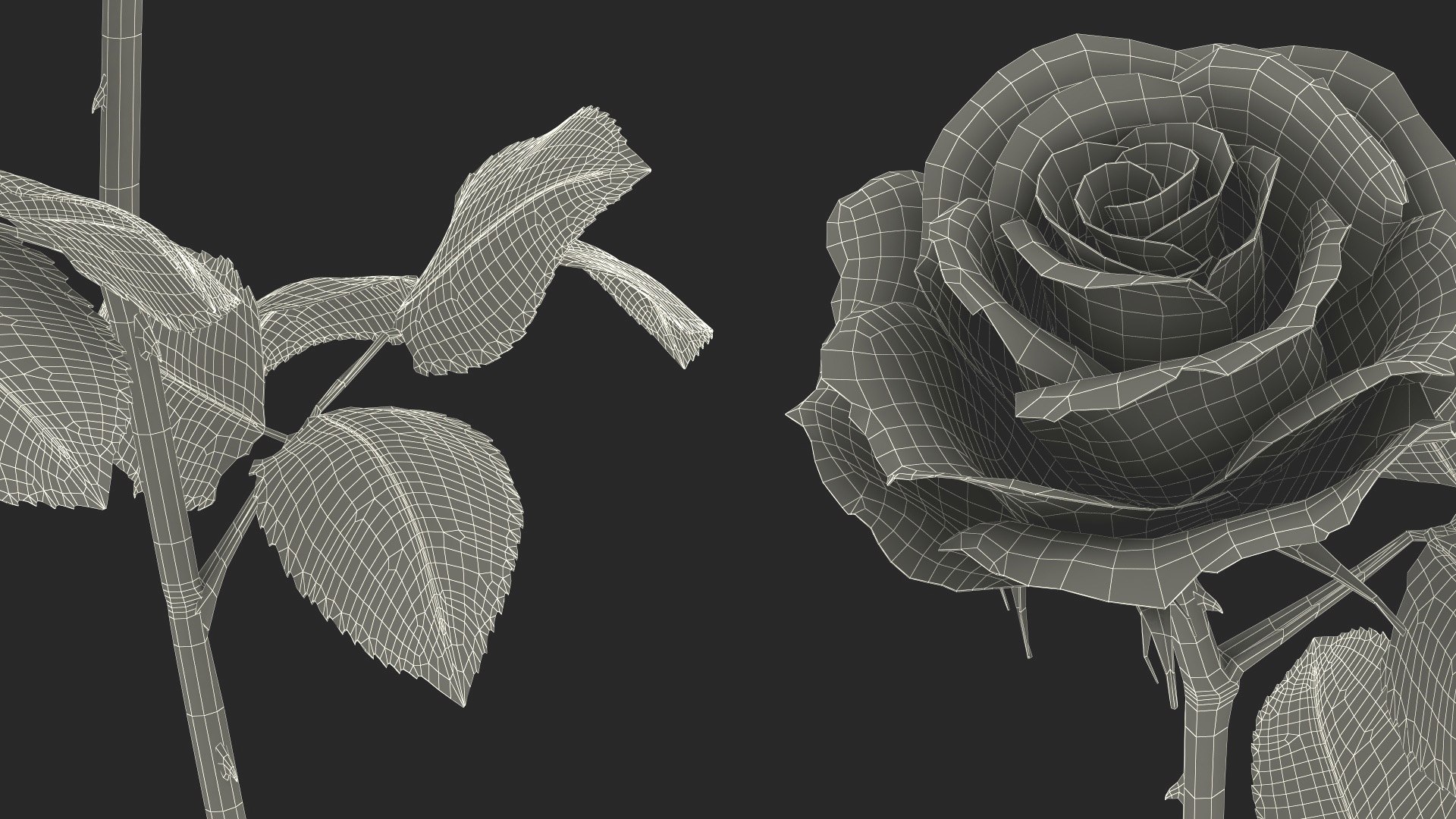 3D Model White Rose - TurboSquid 2376316