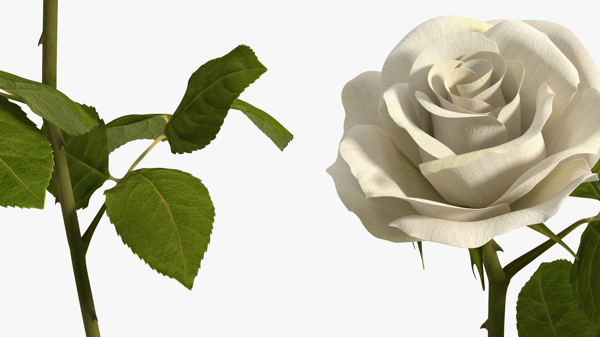 3D Model White Rose - TurboSquid 2376316