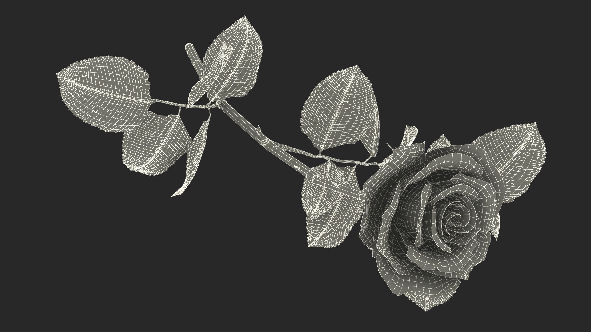 3D Model White Rose - TurboSquid 2376316
