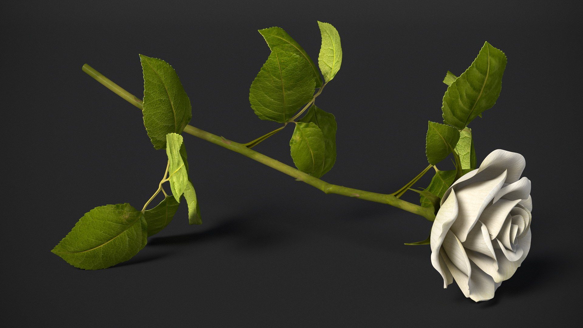 3D Model White Rose - TurboSquid 2376316
