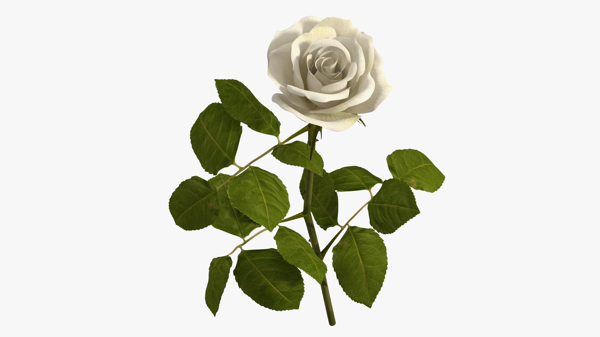 White Rose 3D model preview