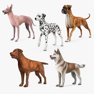 Large Dogs Rigged Collection 3