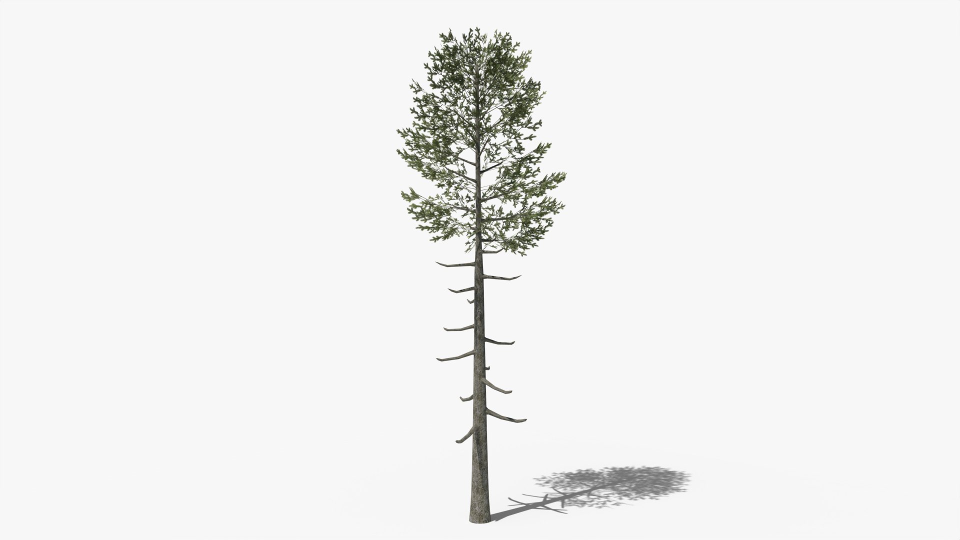 3D model Lowpoly Pine Collection https://p.turbosquid.com/ts-thumb/tG/Jn593E/Kw/z01/png/1690799665/1920x1080/fit_q87/49ff7153e26b238197b6b19da27dca2c5efac5bc/z01.jpg