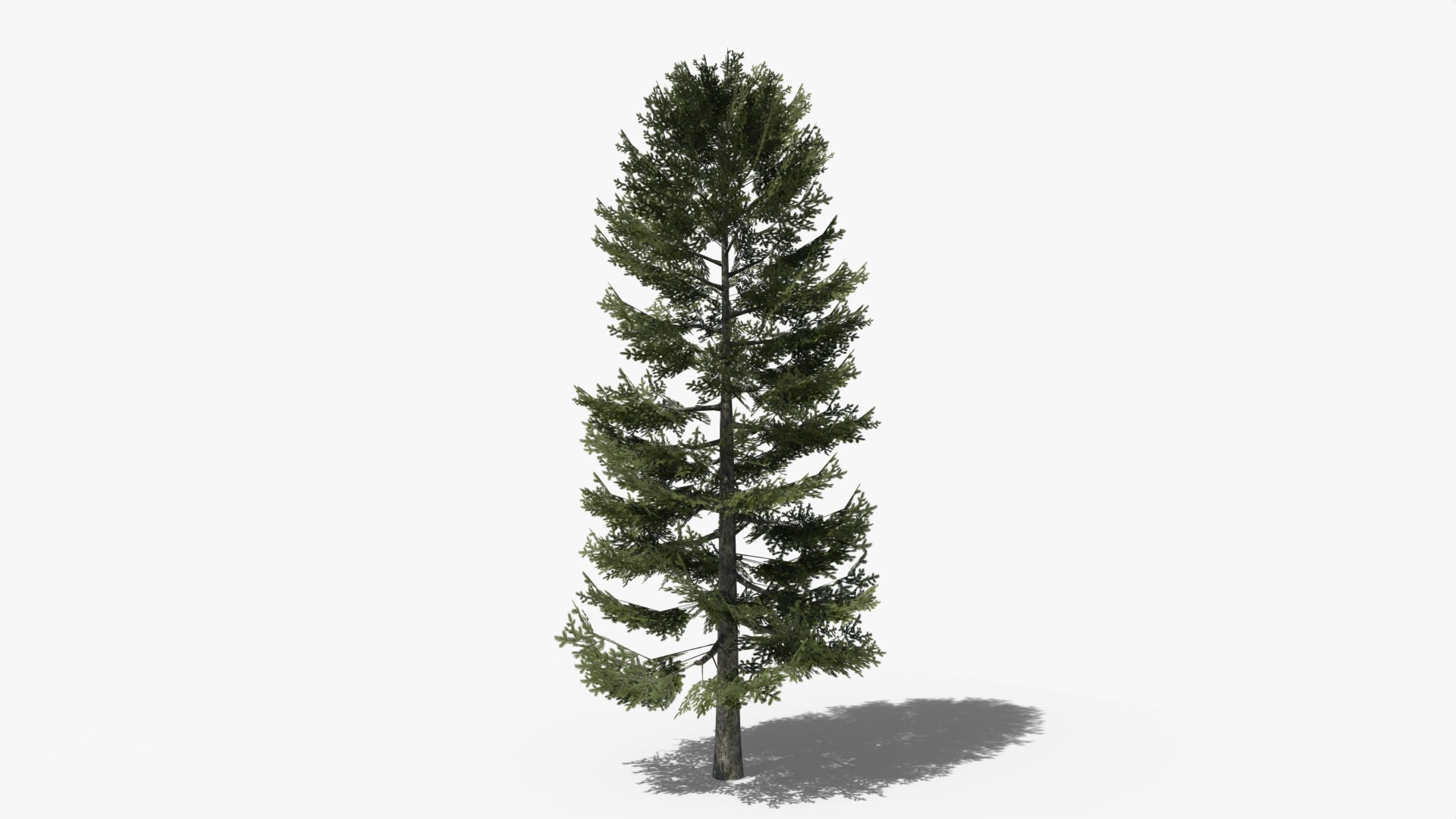 3D model Lowpoly Pine Collection https://p.turbosquid.com/ts-thumb/tG/Jn593E/TG/z01/png/1689886650/1920x1080/fit_q87/79a0f344eb40c65d36373b8e5aececcaa6a78f55/z01.jpg
