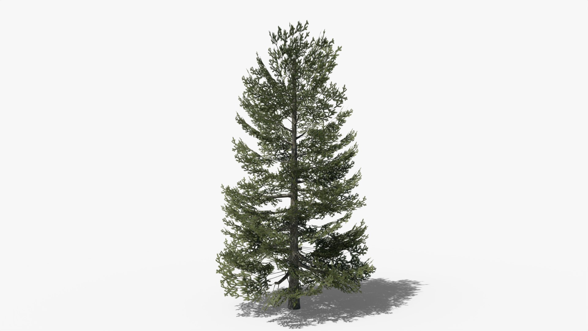 3D model Lowpoly Pine Collection https://p.turbosquid.com/ts-thumb/tG/Jn593E/Th/z01/png/1691400262/1920x1080/fit_q87/07a6907f310fcccbe19cefd2de749bbfe6b4e15d/z01.jpg