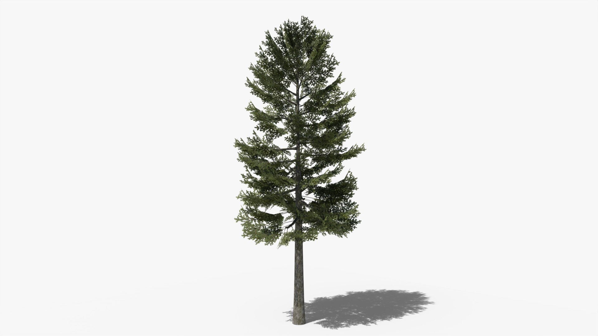 3D model Lowpoly Pine Collection https://p.turbosquid.com/ts-thumb/tG/Jn593E/un/z01/png/1689870184/1920x1080/fit_q87/e36574161b90e91f21a108e33d2871363e6113c9/z01.jpg