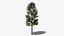 Коллекция Lowpoly Pine