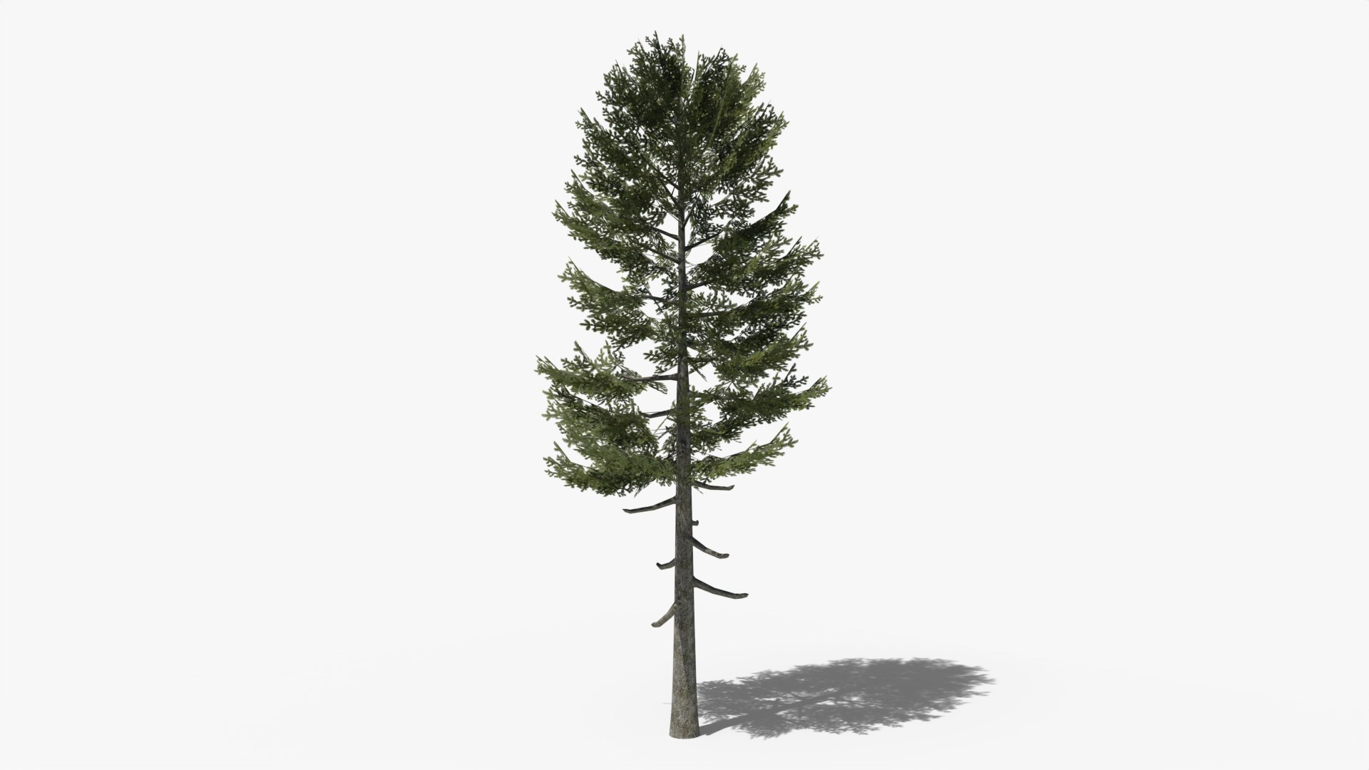 3D model Lowpoly Pine Collection https://p.turbosquid.com/ts-thumb/tG/Jn593E/wk/z01/png/1690577837/1920x1080/fit_q87/00b6a612ed1c6e0aeb9b472265dc0abb0c089118/z01.jpg