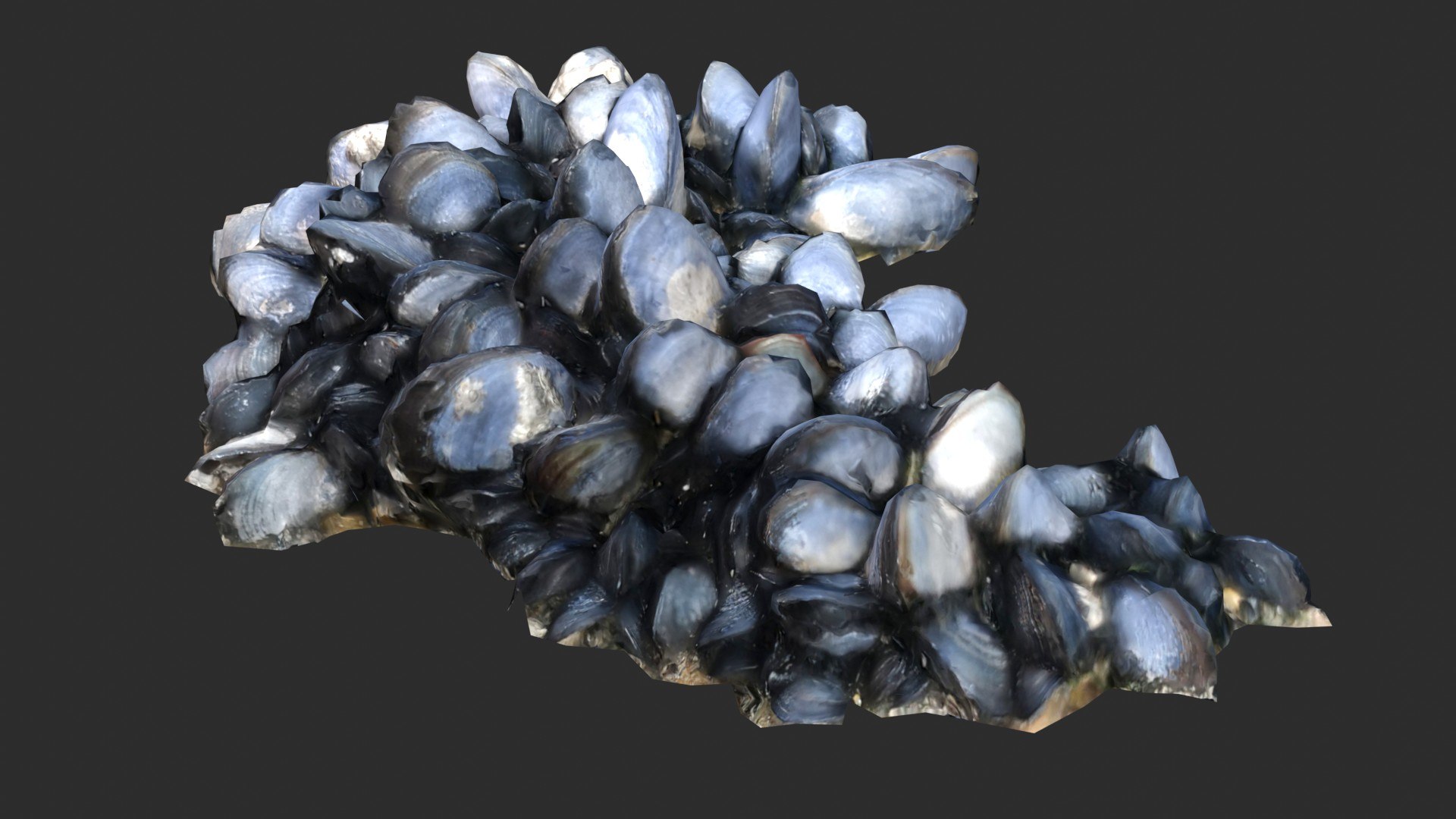 Mussels 3 3D https://p.turbosquid.com/ts-thumb/tG/NxjAsl/cY/preview_4/jpg/1631455636/1920x1080/fit_q87/422661d25ac55ed0c6f67e082749eeb851353396/preview_4.jpg
