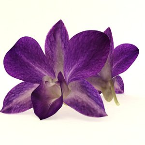 dendrobium purple flower orchid 3D