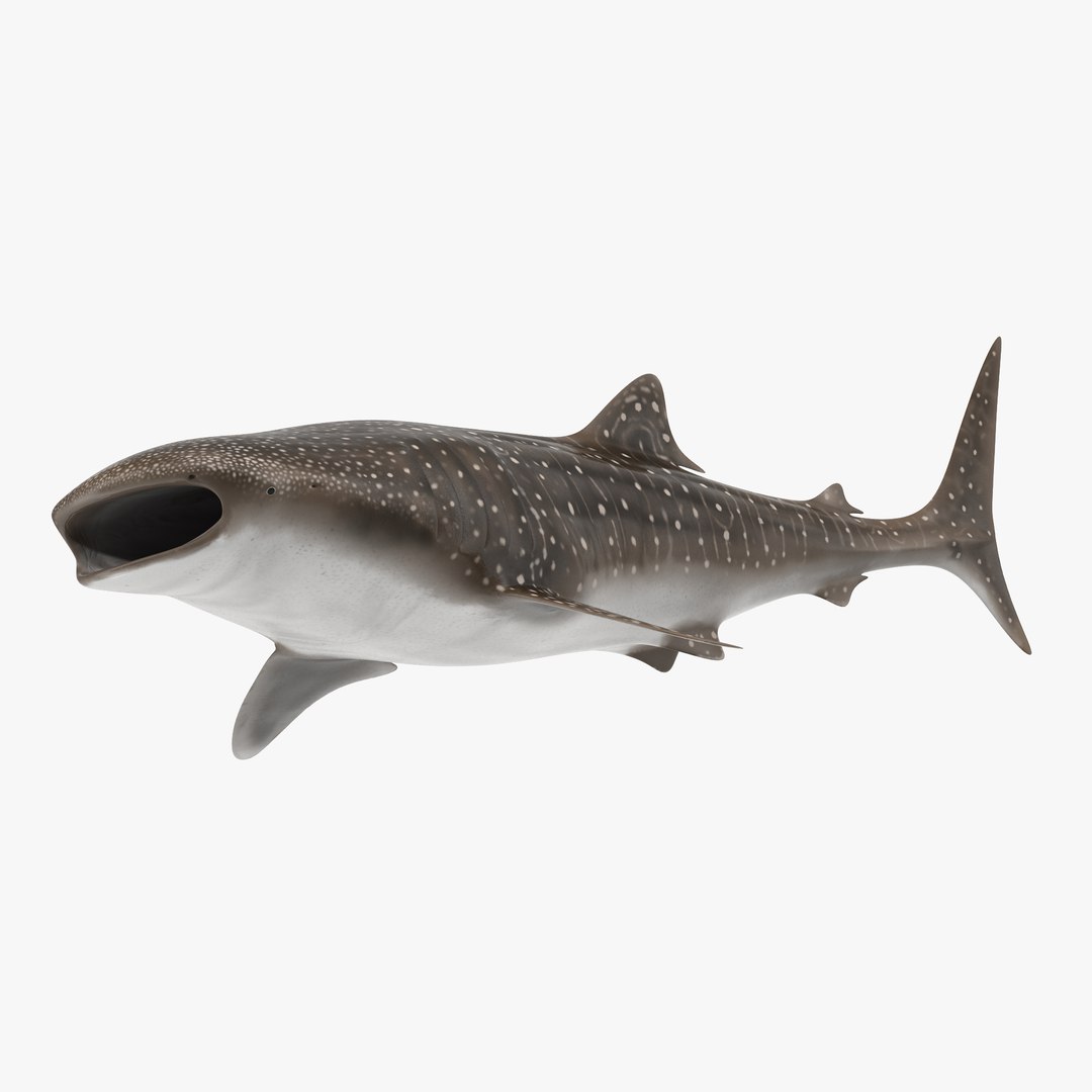 Whale Shark Pose 3 3D model preview