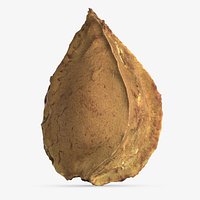 Apricot Kernel