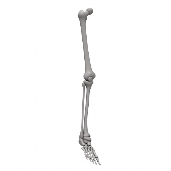 3ds max leg bones human