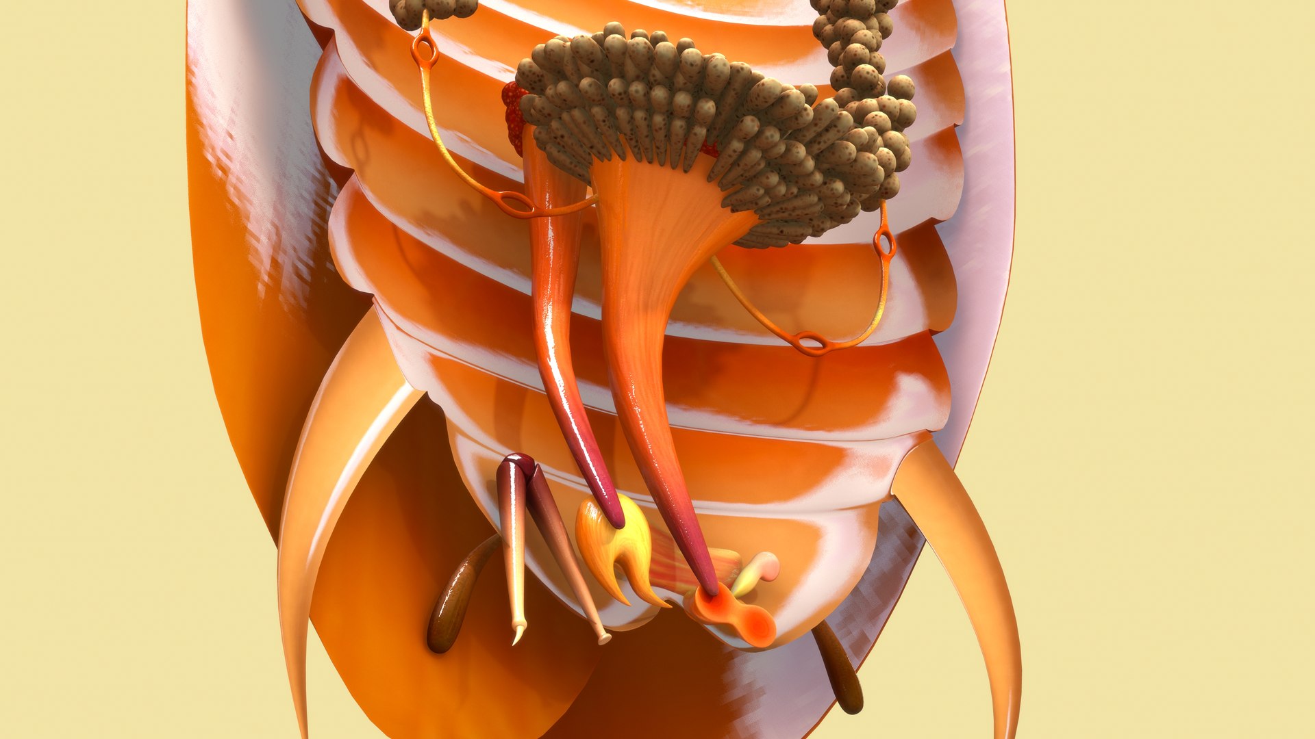 Male Reproductive System Of Cockroach 3d Model Turbosquid 1856575 