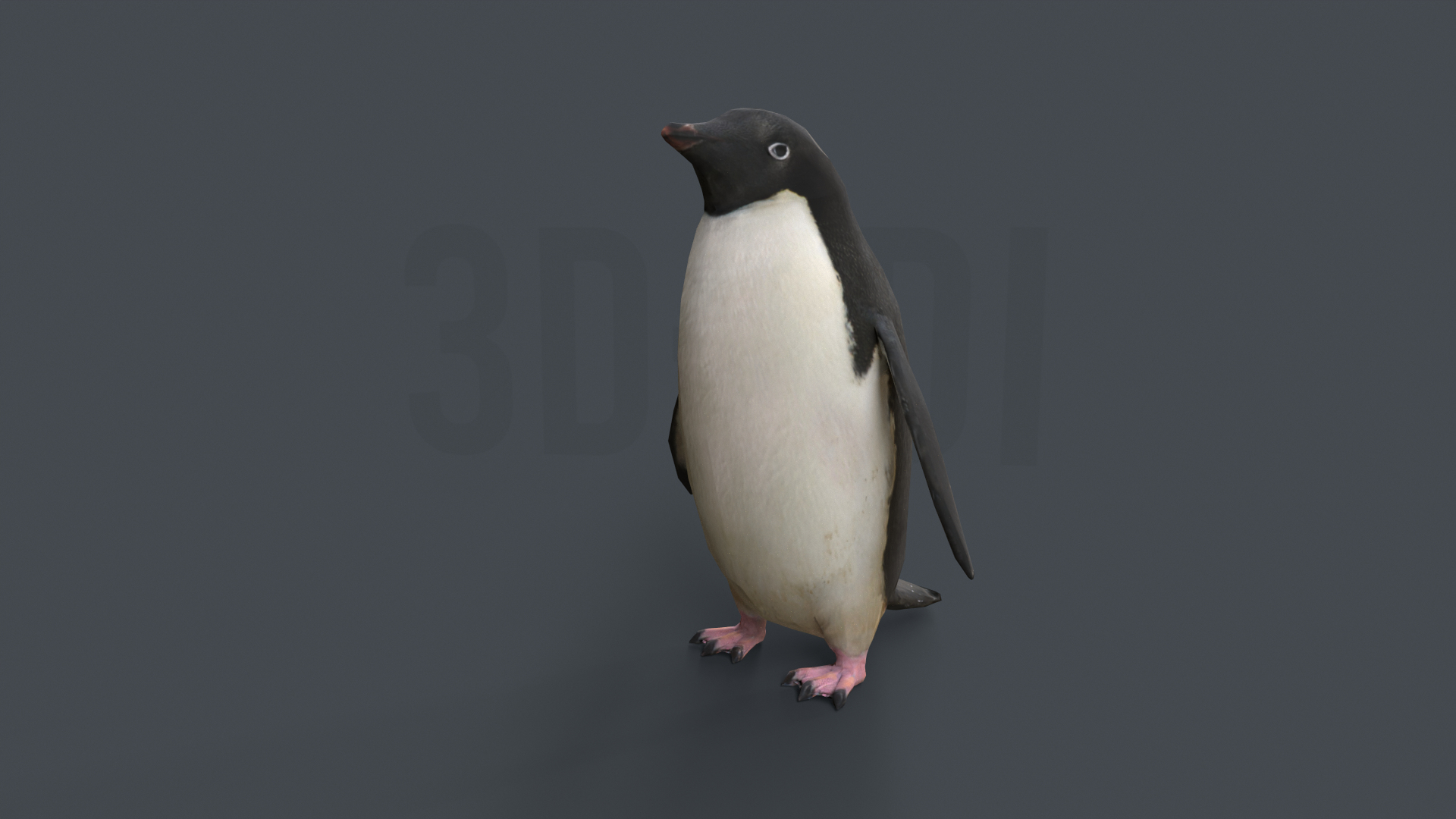 Penguin Adelie 3D Model - TurboSquid 1687500