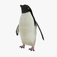 Adelie Penguin Low poly - Animated