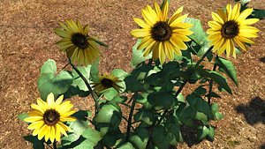 3d sunflower flower plant model