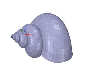 hermit crab shell