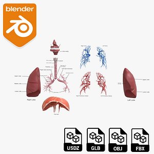 Human Respiratory System Anatomy 3D Model