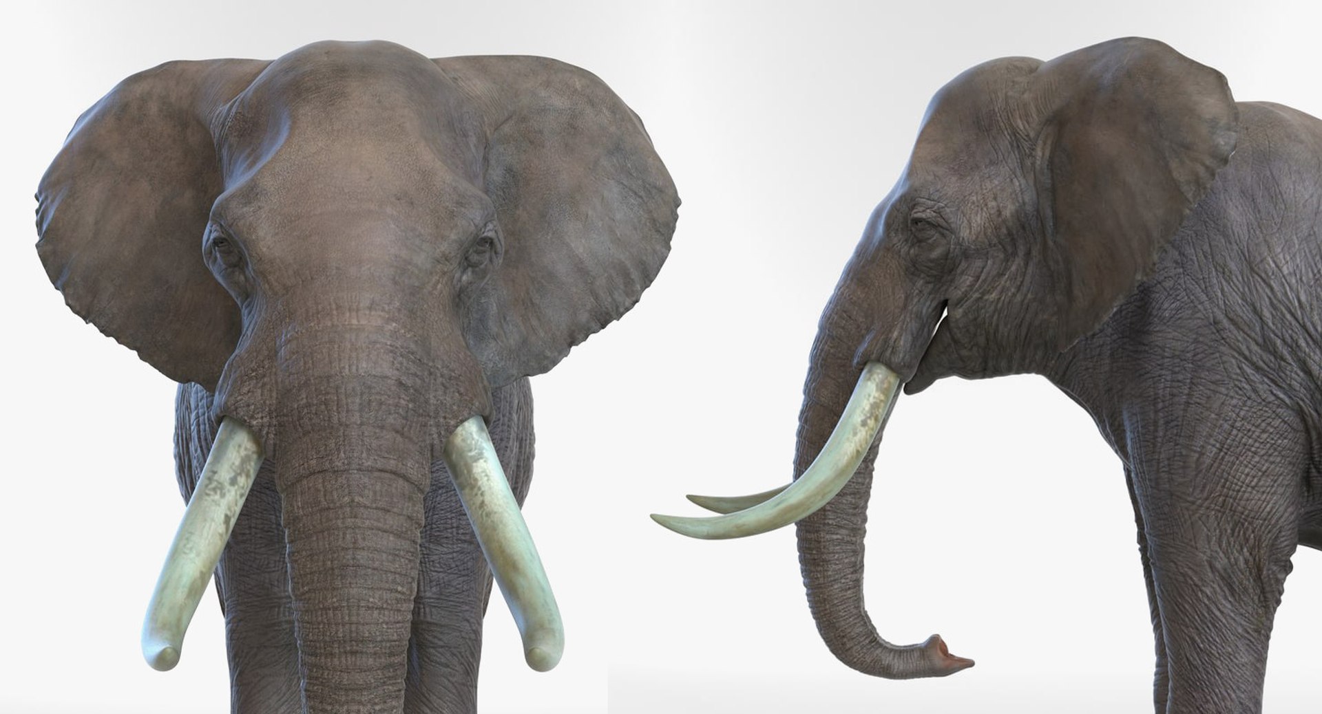 3D Rigged African Animals Collection 10 for Maya model https://p.turbosquid.com/ts-thumb/tH/OXgWGL/2j/riggedafricananimalscollection10c4dmodel165/jpg/1628252567/1920x1080/fit_q87/9a2b86ea9eef325b5ab797de55baa59d527d15a1/riggedafricananimalscollection10c4dmodel165.jpg