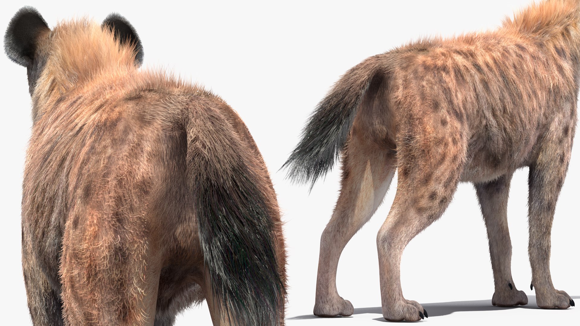 3D Rigged African Animals Collection 10 for Maya model https://p.turbosquid.com/ts-thumb/tH/OXgWGL/HU/riggedafricananimalscollection10c4dmodel037/jpg/1628252272/1920x1080/fit_q87/3eeb39b201af96c0d7dbb09392fea3830b241ccf/riggedafricananimalscollection10c4dmodel037.jpg