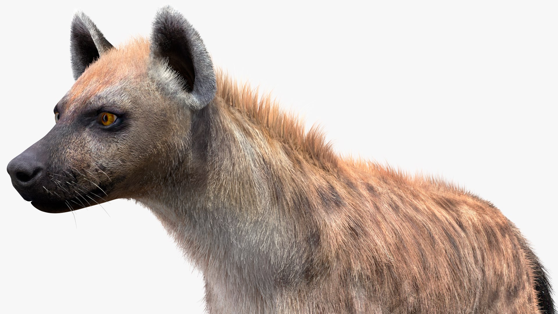 3D Rigged African Animals Collection 10 for Maya model https://p.turbosquid.com/ts-thumb/tH/OXgWGL/Hf/riggedafricananimalscollection10c4dmodel032/jpg/1628252260/1920x1080/fit_q87/aa74574b2d15c371773e8c9391f4d8d54318efc3/riggedafricananimalscollection10c4dmodel032.jpg