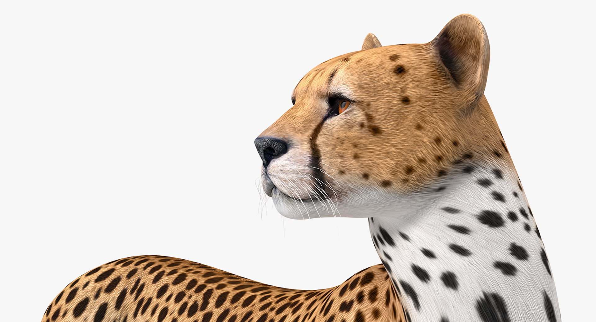 3D Rigged African Animals Collection 10 for Maya model https://p.turbosquid.com/ts-thumb/tH/OXgWGL/Ii/riggedafricananimalscollection10c4dmodel121/jpg/1628252469/1920x1080/fit_q87/e23d1e9974c92039bc6fb6bdfd8ed82bebc096d6/riggedafricananimalscollection10c4dmodel121.jpg