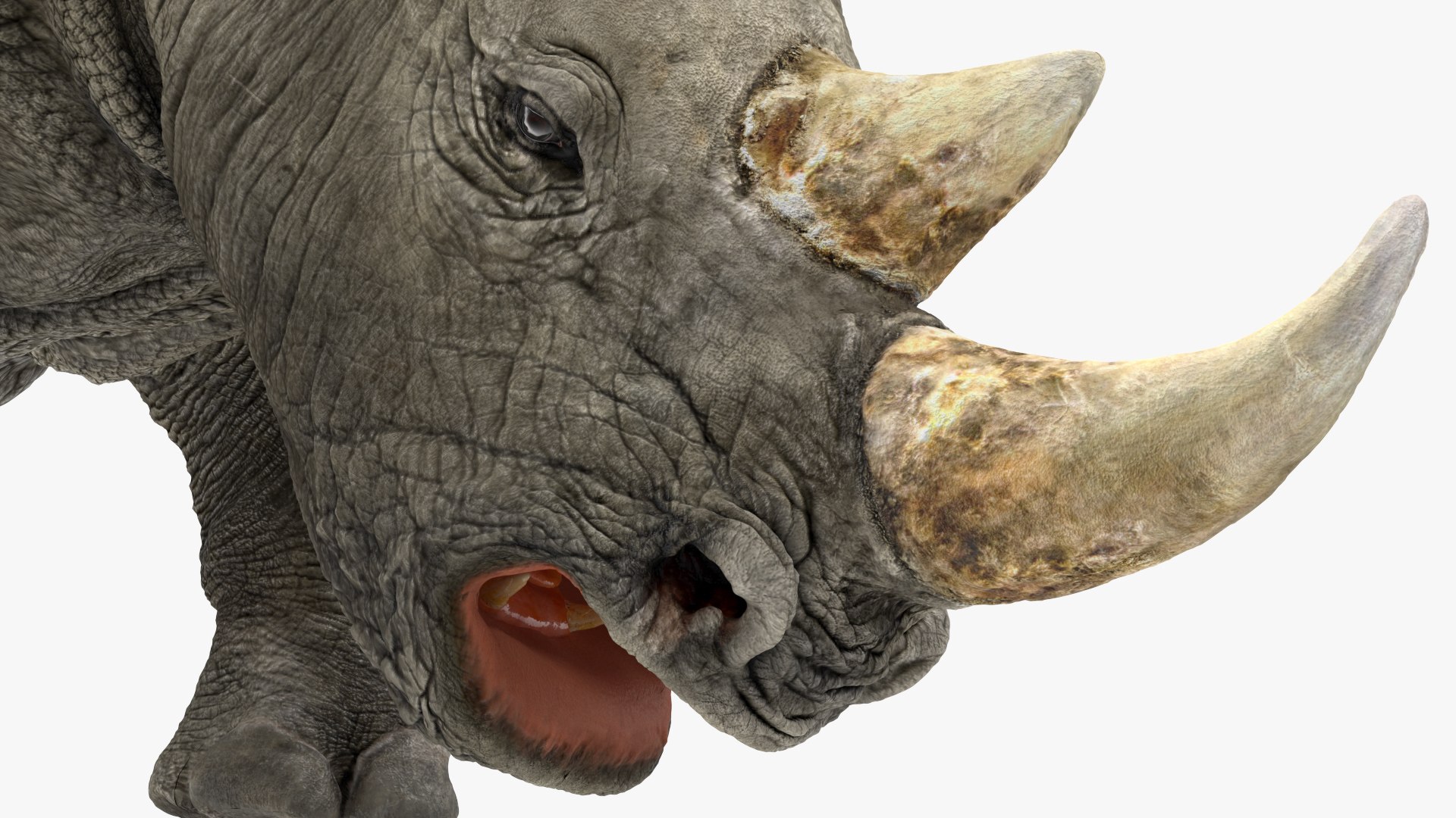 3D Rigged African Animals Collection 10 for Maya model https://p.turbosquid.com/ts-thumb/tH/OXgWGL/JK/riggedafricananimalscollection10c4dmodel061/jpg/1628252330/1920x1080/fit_q87/ce352760afdc29f262a36db832d7b05c5e517aae/riggedafricananimalscollection10c4dmodel061.jpg