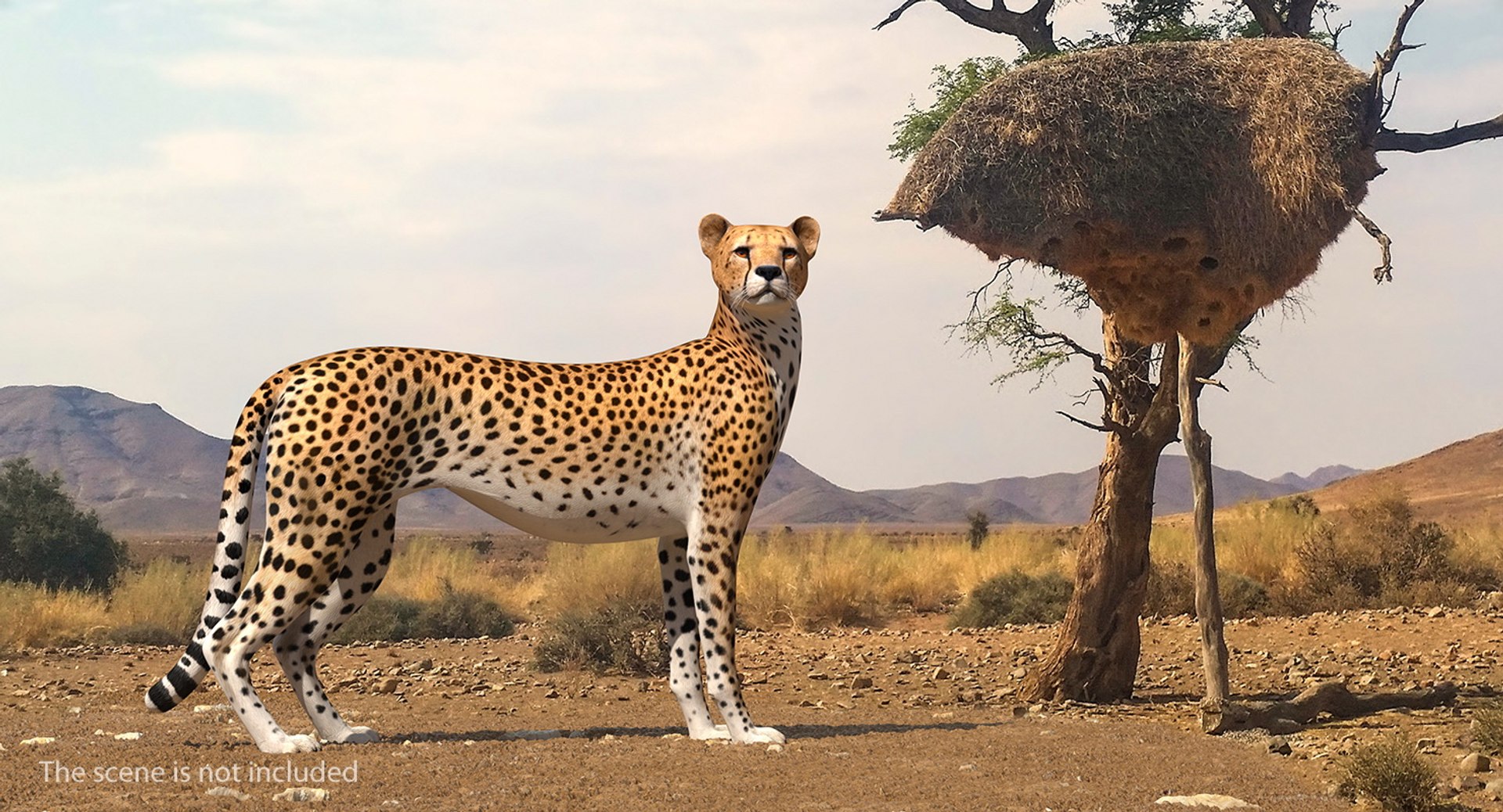 3D Rigged African Animals Collection 10 for Maya model https://p.turbosquid.com/ts-thumb/tH/OXgWGL/LF/riggedafricananimalscollection10c4dmodel117/jpg/1628252458/1920x1080/fit_q87/c97be389f2cd56e02ae84c1c070c21bd16052dab/riggedafricananimalscollection10c4dmodel117.jpg