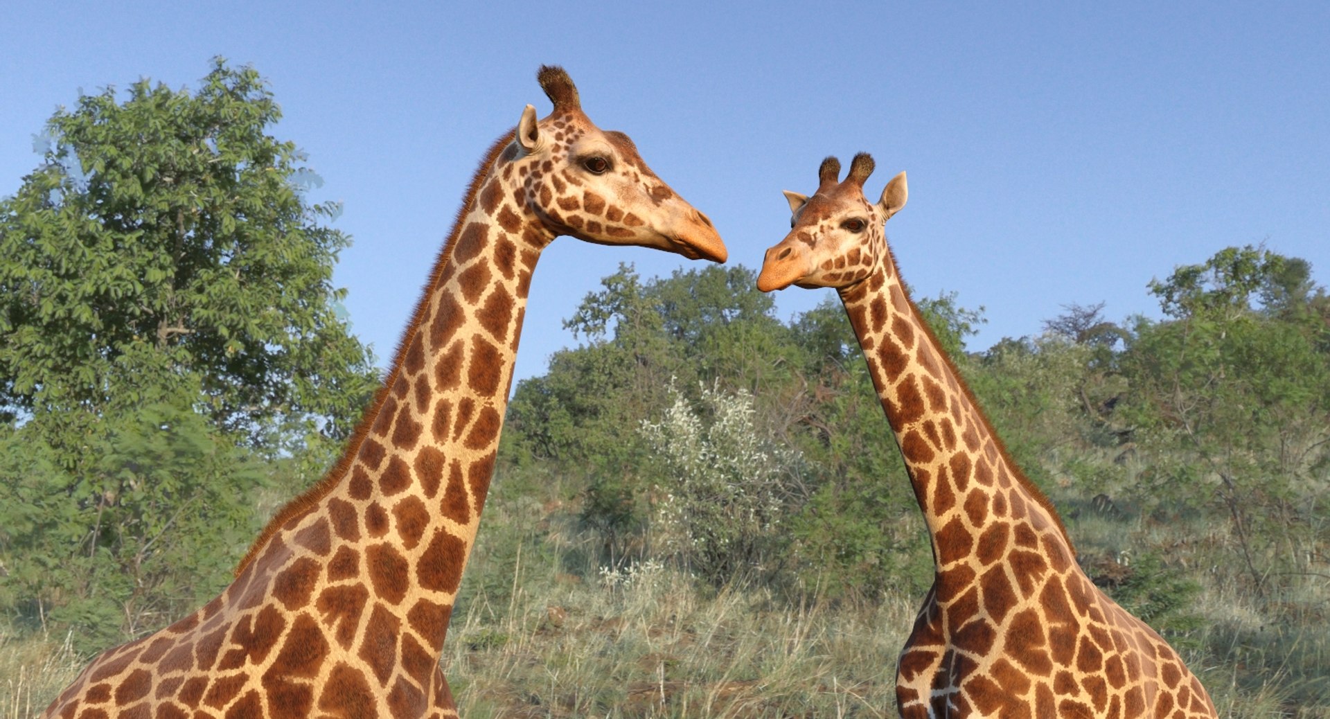 3D Rigged African Animals Collection 10 for Maya model https://p.turbosquid.com/ts-thumb/tH/OXgWGL/S9/riggedafricananimalscollection10c4dmodel106/jpg/1628252434/1920x1080/fit_q87/6740ed391feb61ea90c075cca20719450c9efb3e/riggedafricananimalscollection10c4dmodel106.jpg