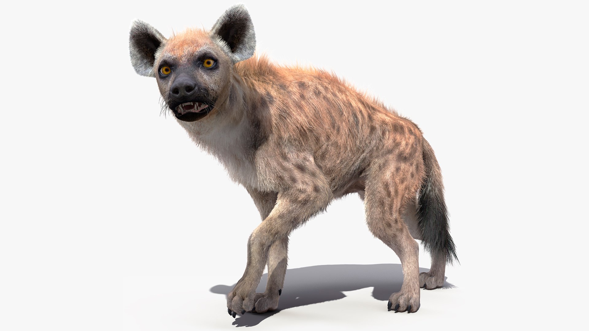3D Rigged African Animals Collection 10 for Maya model https://p.turbosquid.com/ts-thumb/tH/OXgWGL/SE/riggedafricananimalscollection10c4dmodel020/jpg/1628252224/1920x1080/fit_q87/9217f0a7ec0905a914de8b3b263fdf7c100915eb/riggedafricananimalscollection10c4dmodel020.jpg