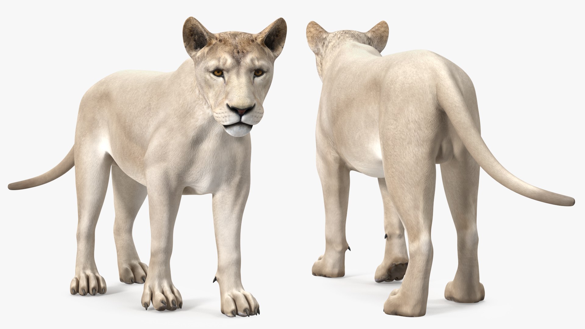 3D Rigged African Animals Collection 10 for Maya model https://p.turbosquid.com/ts-thumb/tH/OXgWGL/Ui/riggedafricananimalscollection10c4dmodel011/jpg/1628252203/1920x1080/fit_q87/fd9fe15eda01ae5741a564bc48cdab1b817f0a69/riggedafricananimalscollection10c4dmodel011.jpg
