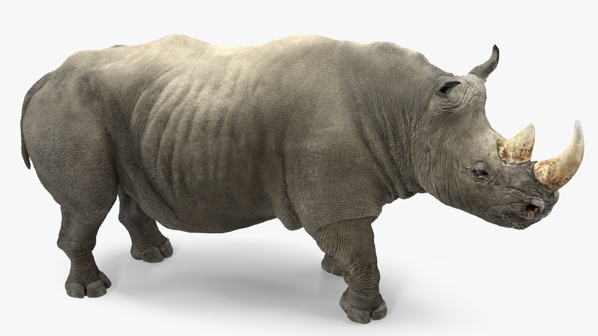 3D Rigged African Animals Collection 10 for Maya model https://p.turbosquid.com/ts-thumb/tH/OXgWGL/VG/riggedafricananimalscollection10c4dmodel041/jpg/1628252281/1920x1080/fit_q87/63fe26babe4ce8d984b4af93449e8a31410132a6/riggedafricananimalscollection10c4dmodel041.jpg